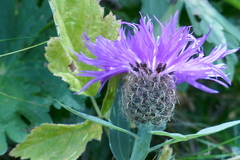 Centaurea nervosa
