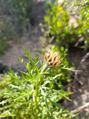 Plectocephalus chilensis