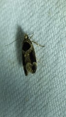 Pseudochelaria walsinghami