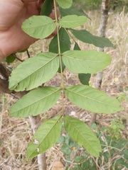 Zanha africana