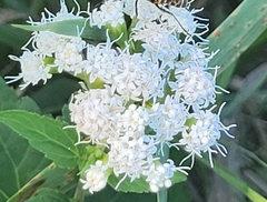 Ageratina jucunda