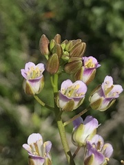 Mostacillastrum gracile