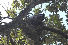 Egretta novaehollandiae novaehollandiae