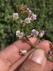 Mostacillastrum gracile