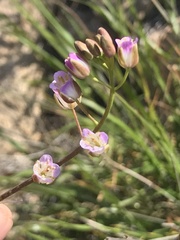 Mostacillastrum gracile