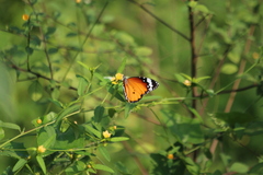 Danaus chrysippus