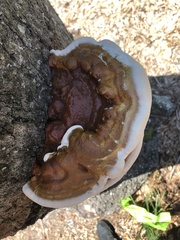 Ganoderma polychromum