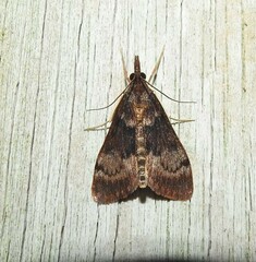 Uresiphita