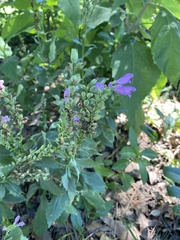 Physostegia pulchella