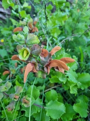 Salvia aurea