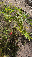 Sambucus racemosa