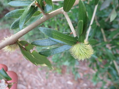 Quercus virginiana
