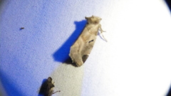 Plagiomimicus pityochromus