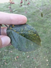 Crataegus crus-galli