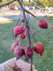 Crataegus crus-galli