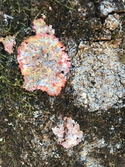 Herpothallon