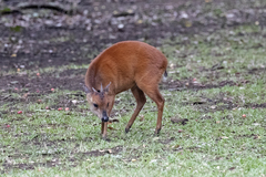 Cephalophorus natalensis natalensis