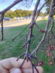 Crataegus crus-galli