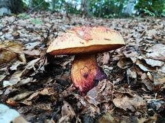Suillellus luridus
