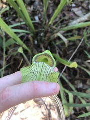 Sarracenia
