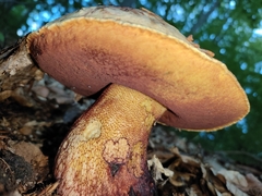 Suillellus luridus