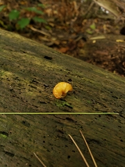 Crepidotus crocophyllus