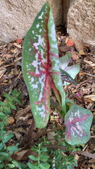Caladium bicolor