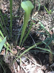 Sarracenia