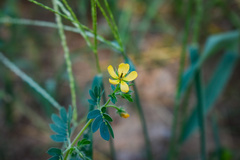 Kallstroemia parviflora
