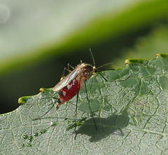 Aedes trivittatus