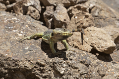 Pseudocordylus subviridis