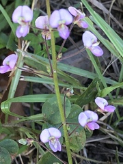 Desmodium rotundifolium