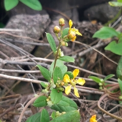 Gaudichaudia cynanchoides