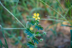 Kallstroemia parviflora