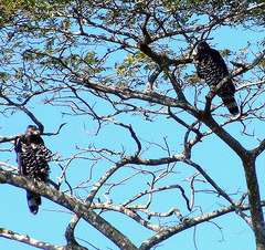 Stephanoaetus coronatus