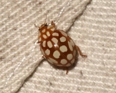 Sospita