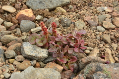Oxyria digyna