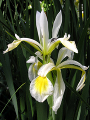 Iris orientalis