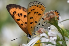 Tharsalea hyllus