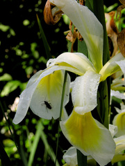 Iris orientalis