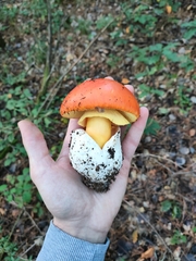 Amanita caesarea