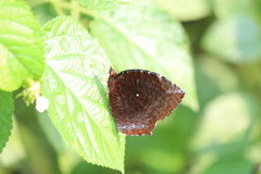 Elymnias hypermnestra