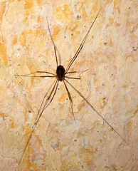 Nelima