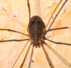 Nelima