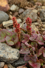 Oxyria digyna