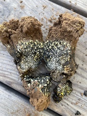 Pisolithus