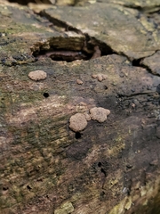 Hypoxylon rubiginosum