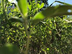 Melicytus ramiflorus