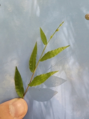 Oplismenus hirtellus