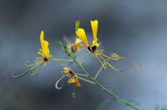Coalisina angustifolia subsp. diandra image